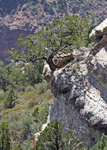 Tree on the Edge, Grand Canyon N.P.